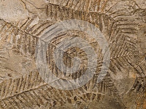 Petrified prehistorical ferns frond imprint on stone