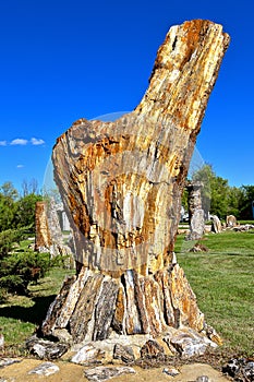 Petrified rock formed from a tree trunk