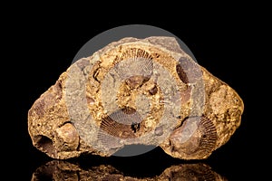 Petrified seashell or shell fossil on a sand stone in front of black background