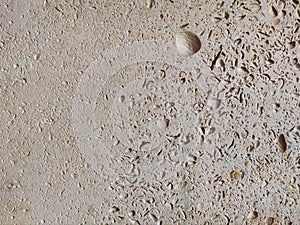 Petrified Shells of Ancient Clams