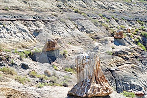 Petrified stumps of cyprus trees jut upward from their long burial