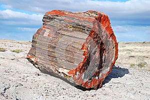 Petrified tree