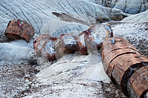 Petrified tree