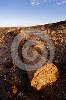 Petrified tree