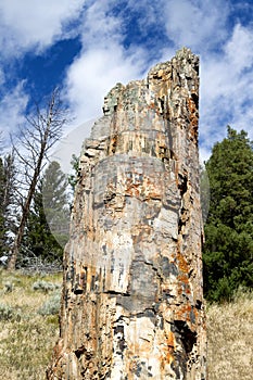 Petrified Tree