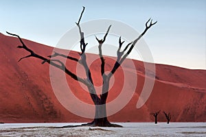 Petrified tree against majestic red dunes
