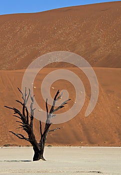 Petrified tree at Dead Vlei - Namibia