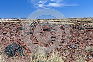 Petrified Tree Debris on a Desert Plain