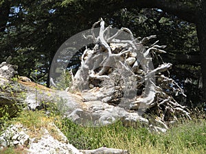 Petrified Tree, Forest of the Cedars of God, Lebanon