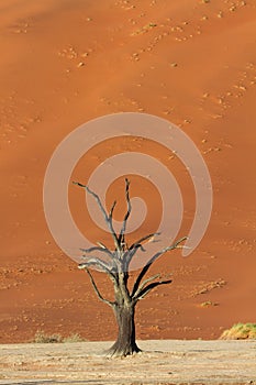 Petrified Tree in front of a red sand dune