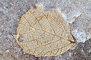 Petrified tree leaf imprint.