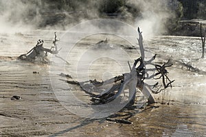 Petrified Tree roots in a Hot Stream, Fountain Paint Pot Yellowstone National Park.