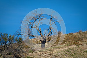 Petrified tree Santa clarita