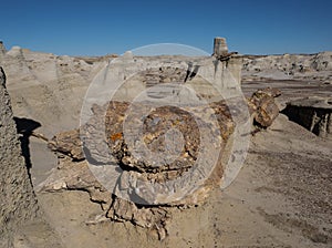 Petrified tree trunk in the badlands