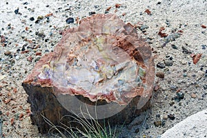 Petrified tree trunk, Cristal Forest, Petrified Forest National Park, Arizona, United States photo