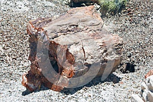 Petrified tree trunk, Cristal Forest, Petrified Forest National Park, Arizona, United States photo