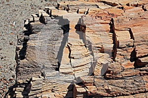 Petrified tree trunk in Petrified Forest National Park, USA