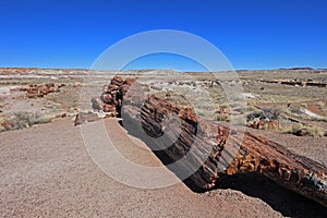 Petrified tree trunks in Petrified Forest National Park, USA