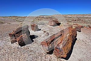 Petrified tree trunks in Petrified Forest National Park, USA