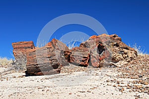 Petrified tree trunks in Petrified Forest National Park, USA