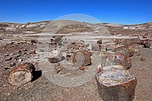 Petrified tree trunks in Petrified Forest National Park, USA