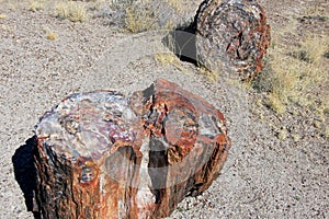 Petrified tree trunks in Petrified Forest National Park, USA