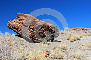 Petrified tree trunks in Petrified Forest National Park, USA