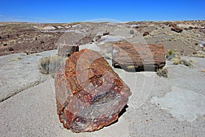 Petrified tree trunks in Petrified Forest National Park, USA