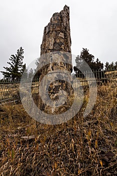 Petrified Tree in Yellowstone