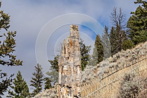 Petrified tree in Yellowstone National Park