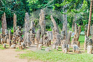 Petrified trees in National Kandawgyi Botanical gardens in Pyin Oo Lwin, Myanm