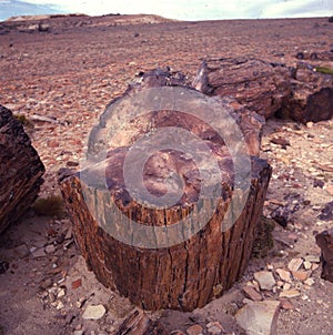 petrified trees Patagonia Argentina Bosques Petrificados