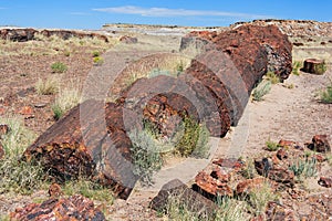 Petrified trunks and wood in Petrified Forest National Park, Arizona, USA