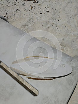 petrified white fish