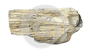 Petrified wood