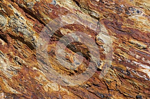 Petrified wood