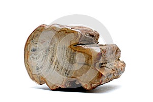 Petrified wood