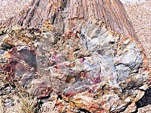 Petrified Wood