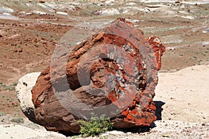 Petrified wood