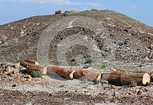 Petrified Wood