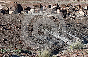 Petrified Wood