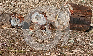 Petrified Wood