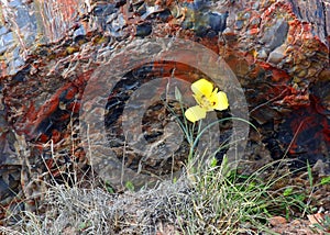 Petrified Wood