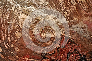 Petrified wood agglomerate