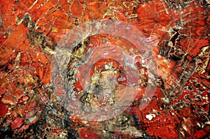 Petrified wood agglomerate photo