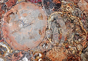 Petrified wood agglomerate photo