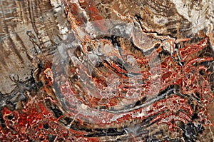 Petrified wood agglomerate photo