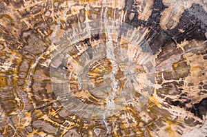 Petrified wood background