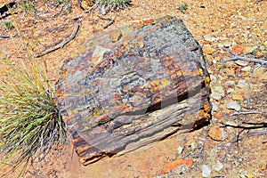 Petrified Wood close up, colorful shades of red, orange, purple, yellow and grey example of fossilized mineralization