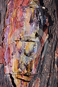 Petrified Wood